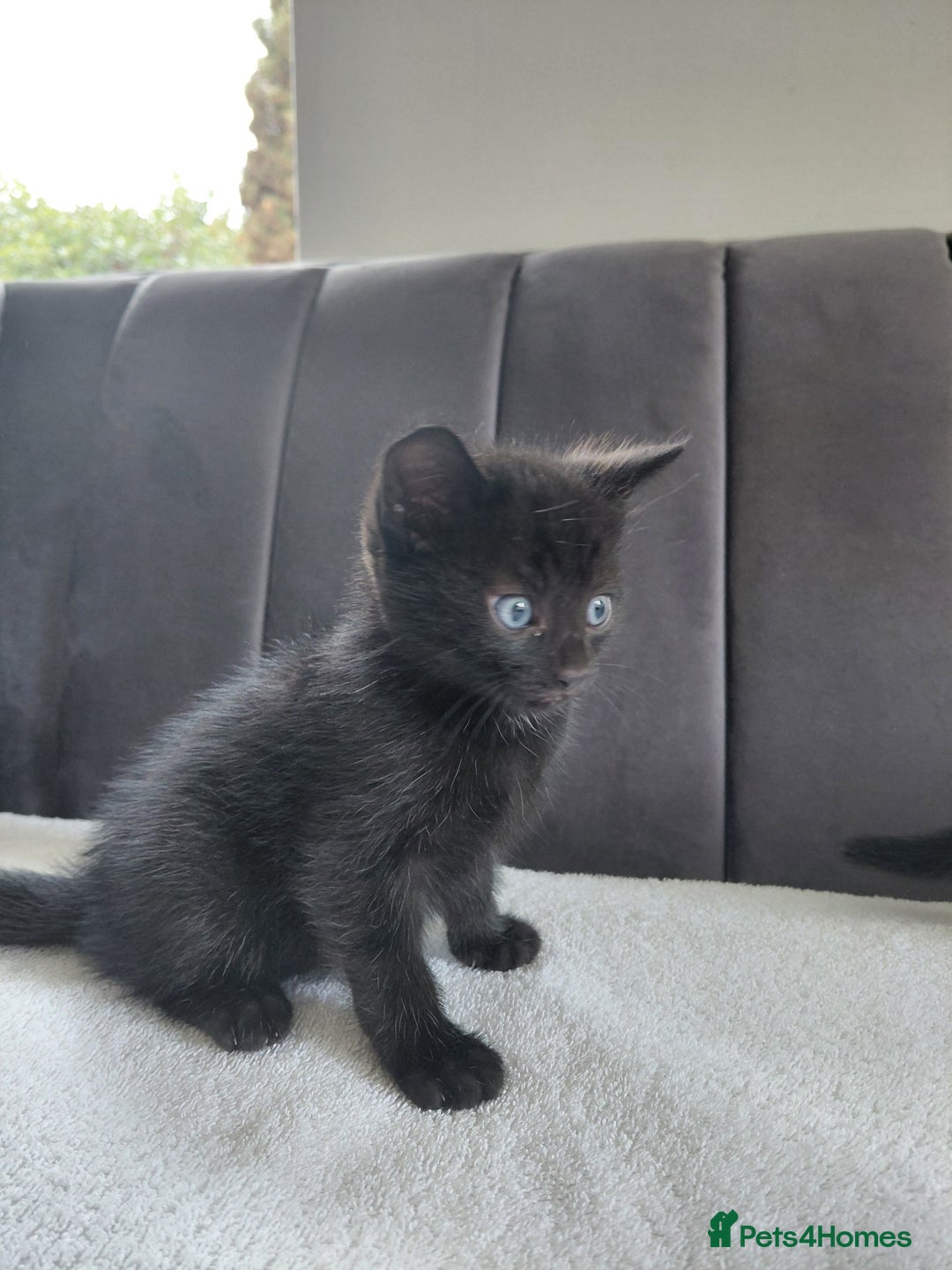 Mixed Breed cats for sale: Gorgeous Kittens for sale - Image 4