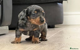 Miniature Dachshund dogs for sale: Last boy KC REG PRA CLEAR - Image 13
