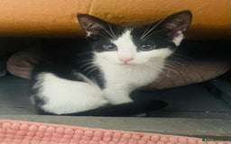 Mixed Breed cats for sale: Beutiful kittens for sale - Image 18