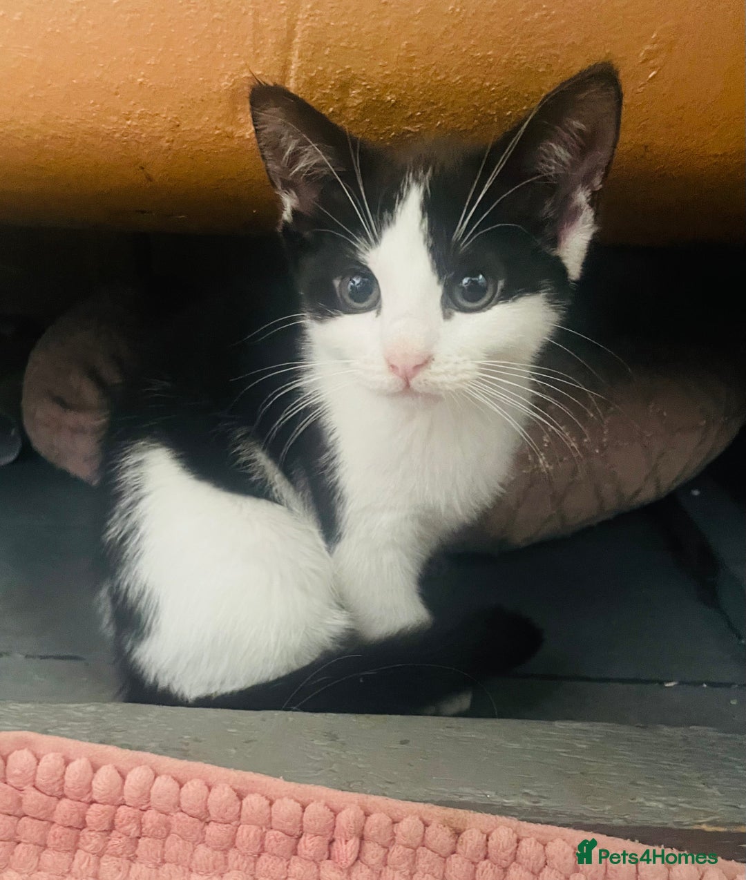 Mixed Breed cats for sale: Beutiful kittens for sale - Image 18