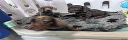 Miniature Dachshund dogs for sale: 🐾 MINI DASCHUND PUPPIES 🐾 - Advert 12
