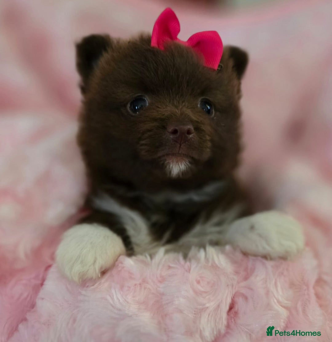 Pomeranian dogs for sale: Pomeranian puppies  - Image 6