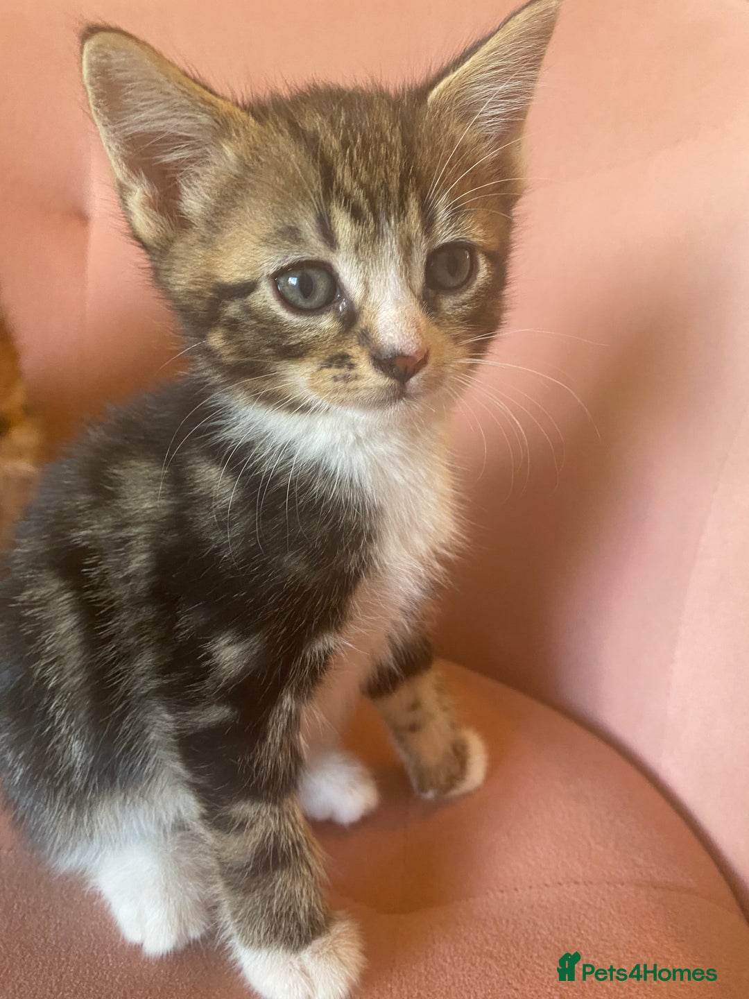 British Longhair cats for sale: 4 Beautiful tabby kittens - Image 3