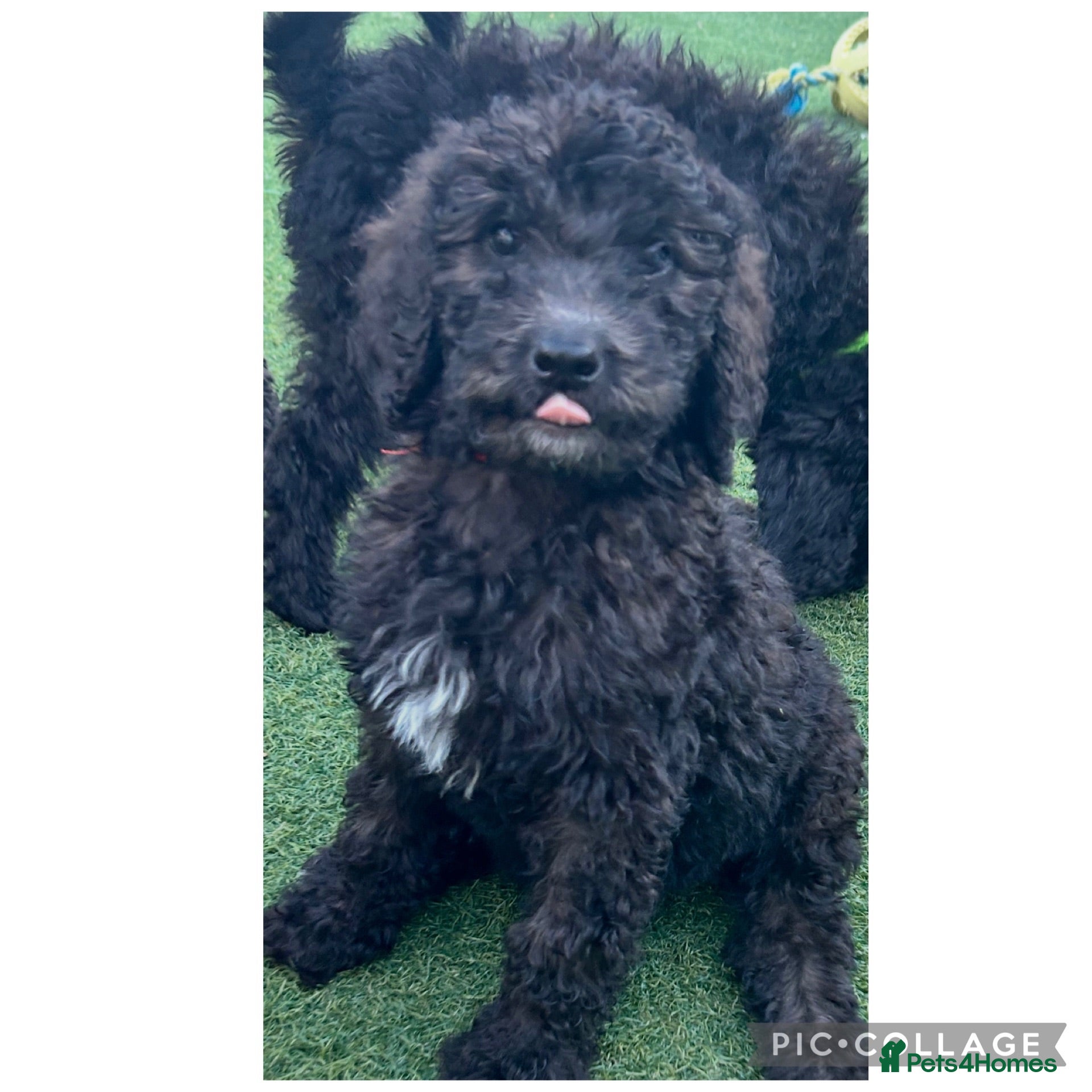 Labradoodle dogs Chunky health tested f1bb standard labradoodles  - Advert 1