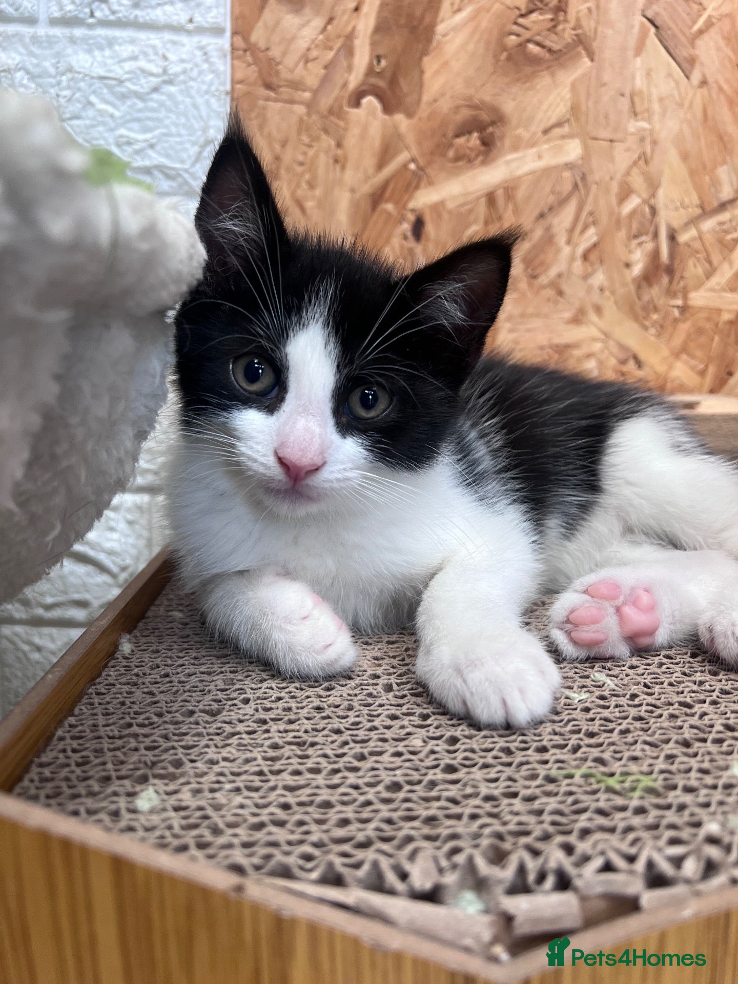 Mixed Breed cats 😍Mix Kittens 😍 - Advert 5