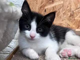Mixed Breed cats 😍Mix Kittens 😍 - Advert 5