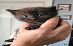 British Shorthair cats for sale: British short hair kittens  - Image 7