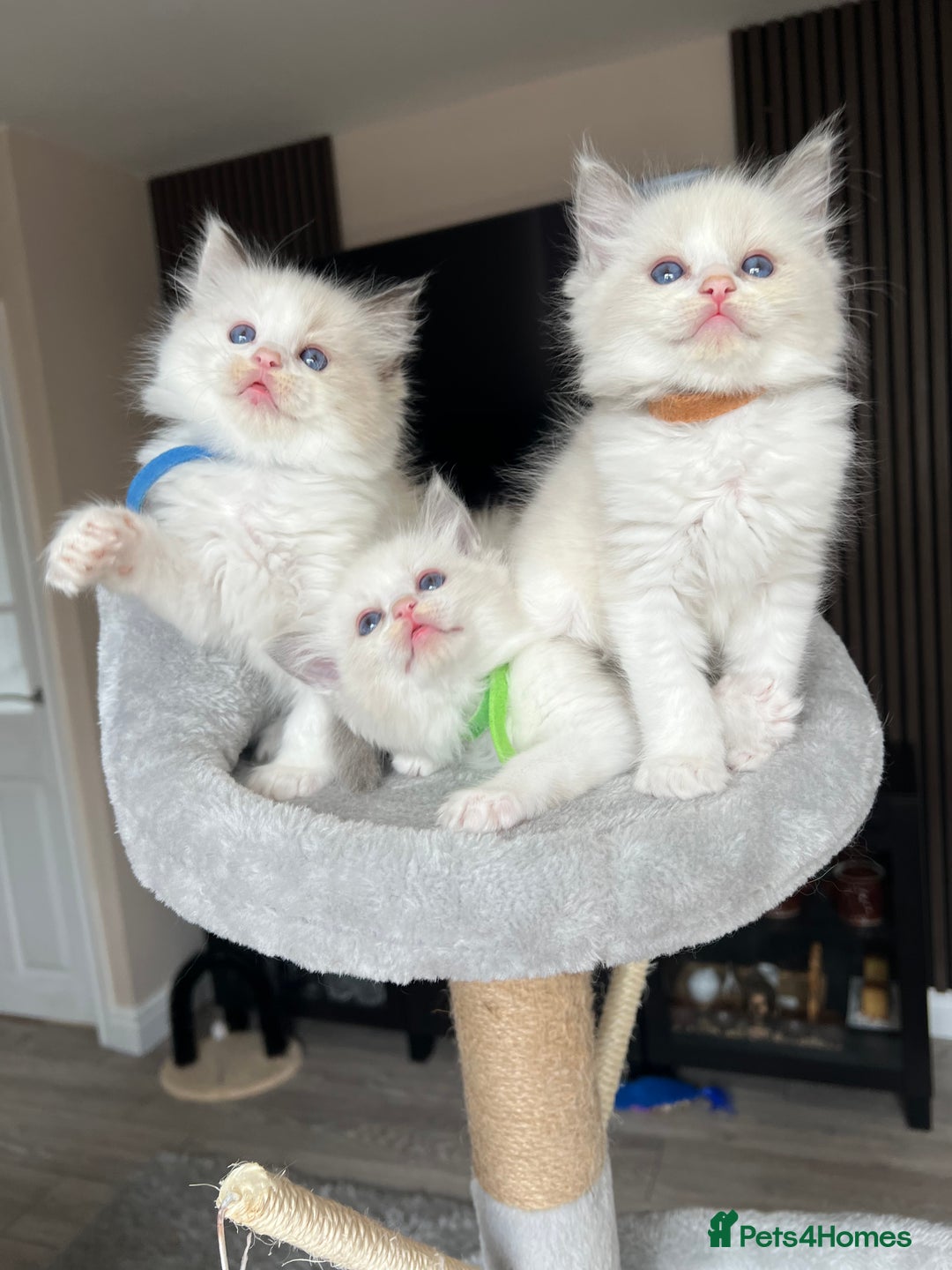 Ragdoll cats for sale: Registered Ragdoll kitttens for sale - Image 29
