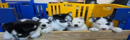 Siberian Husky dogs for sale: 5 Beautiful Husky puppies  in Neath - Advert 5