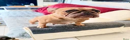French Bulldog dogs for sale: French Bulldog Puppies Ready for Forever Home - Advert 20
