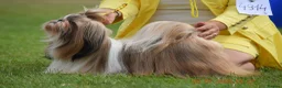 Shih Tzu dogs for sale: Standard Pure breed Shih Tzu  - Advert 10