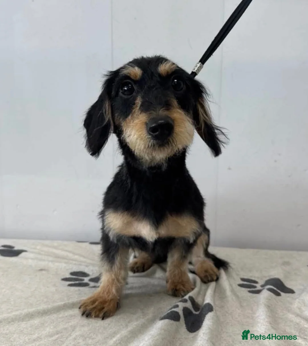 Mixed Breed dogs for sale: Mable in Houghton le Spring - Advert 2