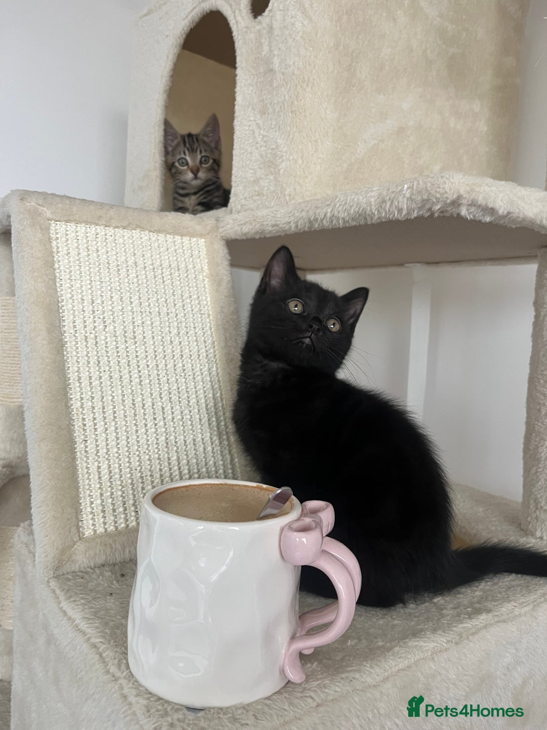 British Shorthair cats for sale: Bonded Sister Kittens for Rehoming - Advert 26