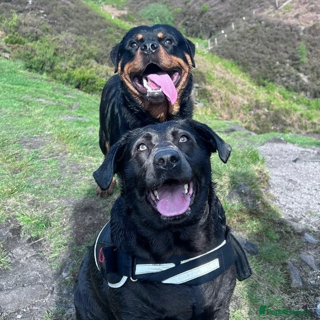 Mixed Breed dogs for sale: Labrottie Girl (Labrador x Rottweiler) - Advert 2