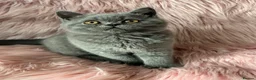 British Shorthair cats for sale: 💥💙 BEAUTIFUL BLUE MALE KITTEN CHAMPION LINES  - Advert 1