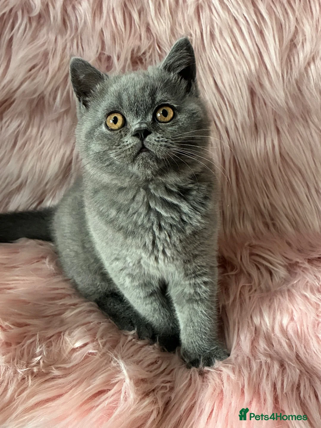 British Shorthair cats for sale: 💥💙 BEAUTIFUL BLUE MALE KITTEN CHAMPION LINES  - Advert 1