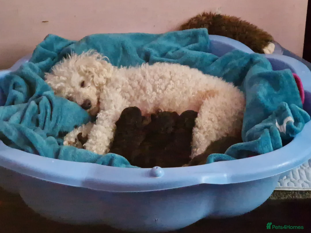 Mixed Breed dogs for sale: Miniature poodle cross puppies for sale  - Advert 31