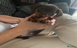 Dachshund dogs for sale: dashounds boys choc and tan - Image 13