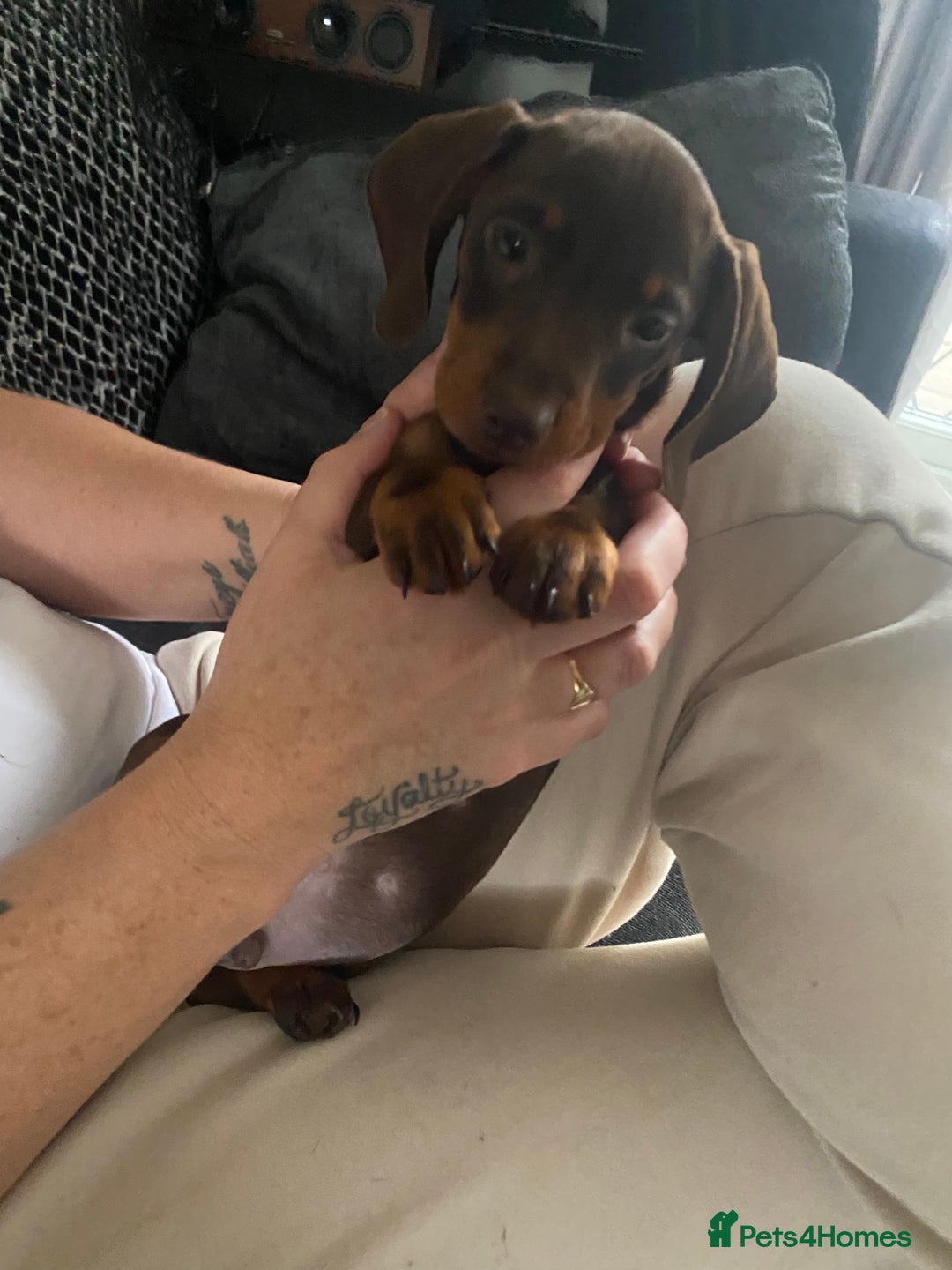 Dachshund dogs for sale: dashounds boys choc and tan - Image 13