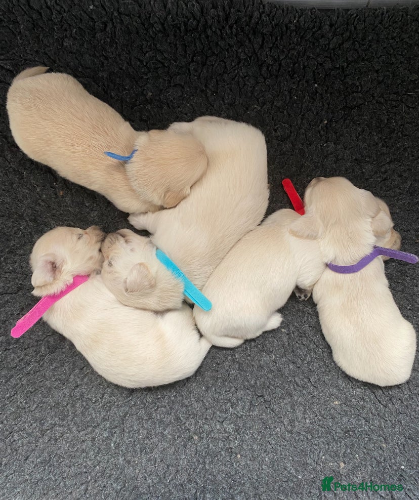 Miniature Dachshund dogs 🤍Clear Creams kc reg 🤍 - Advert 5