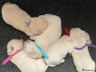 Miniature Dachshund dogs 🤍Clear Creams kc reg 🤍 - Advert 5