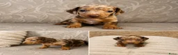 Dachshund dogs for sale: Beautiful miniature dachunds (Home Raised) - Advert 7
