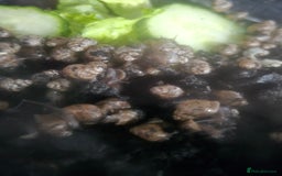 Snails invertebrates for sale: Giant land snails - Advert 5