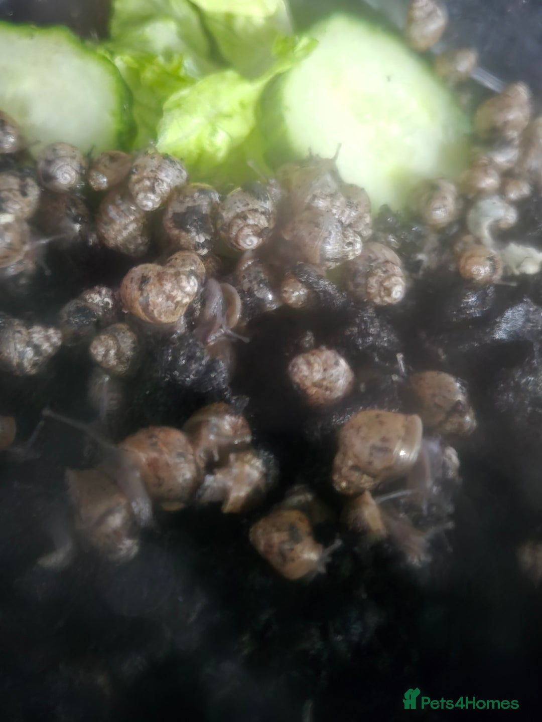 Snails invertebrates for sale: Giant land snails - Advert 5