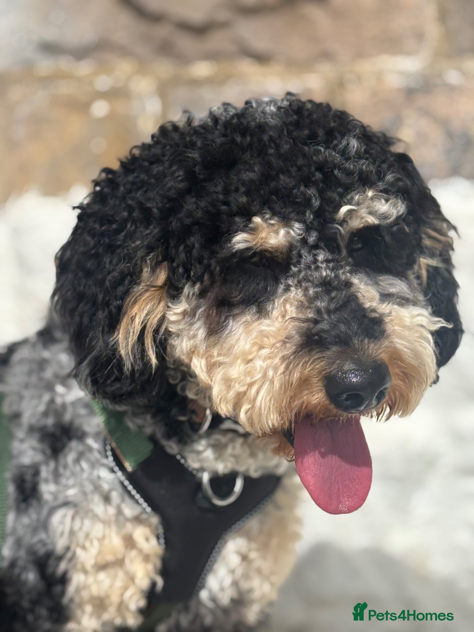 Mini Goldendoodle dogs Mini F1B Goldendoodle  - Advert 1