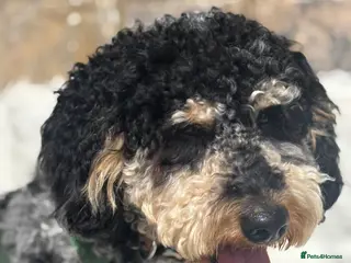 Mini Goldendoodle dogs Mini F1B Goldendoodle - Advert 1