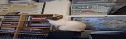 Siamese cats for sale: 8yr Siamese (F) & 7yr Chocolate Oriental (M) - Advert 10