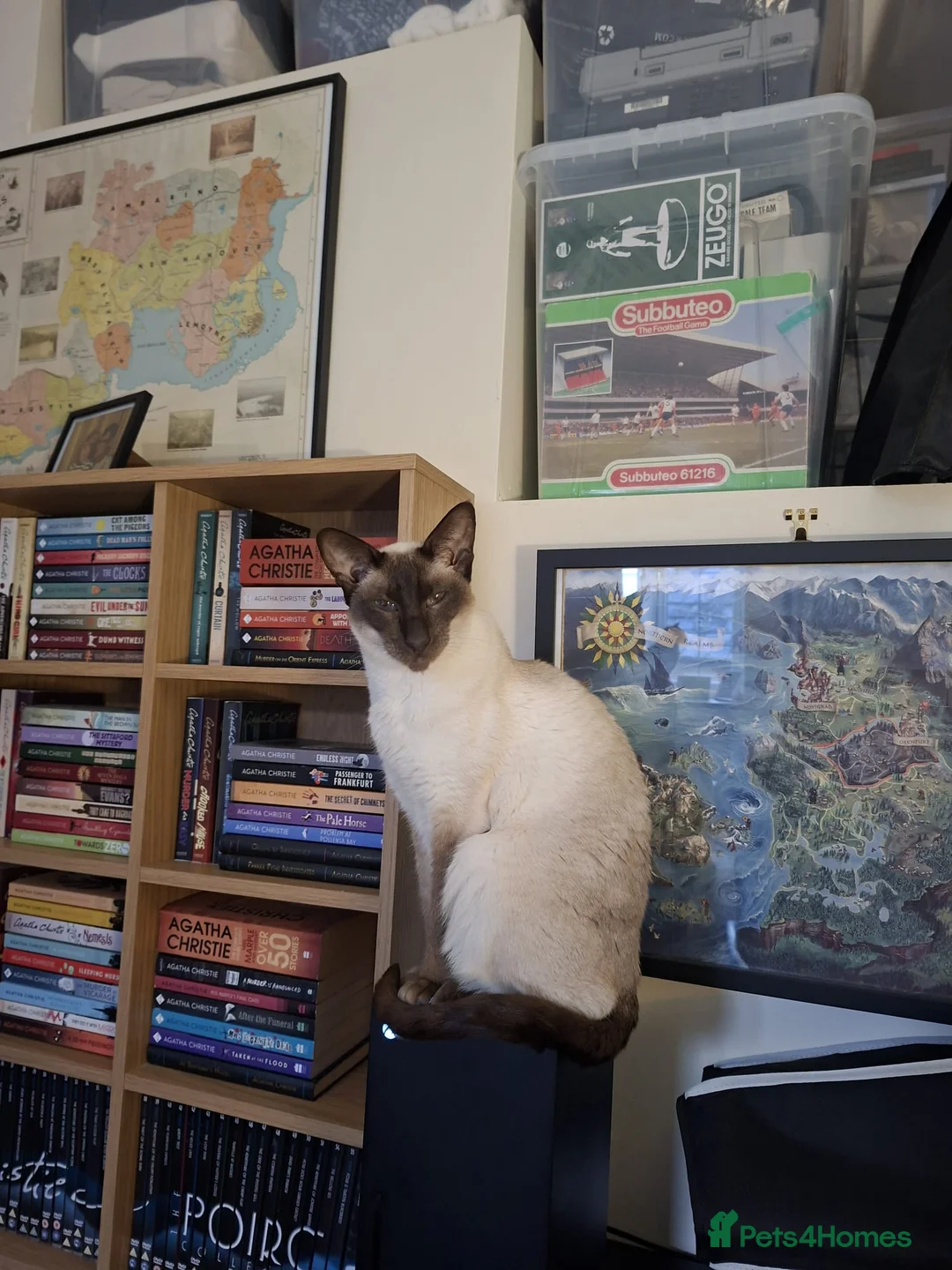 Siamese cats for sale: 8yr Siamese (F) & 7yr Chocolate Oriental (M) - Advert 10