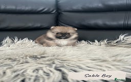Pomeranian dogs for sale: 🐻Stunning 🤩 Champion Line🏅Teddy Face 🧸 - Image 8