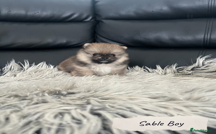 Pomeranian dogs - Advert 3