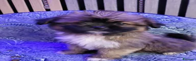 Mixed Breed 2