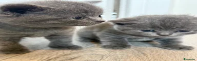 British Shorthair 2