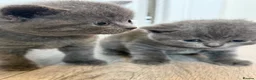 British Shorthair cats for sale: Blue British Shorthair Females x3 - Advert 2