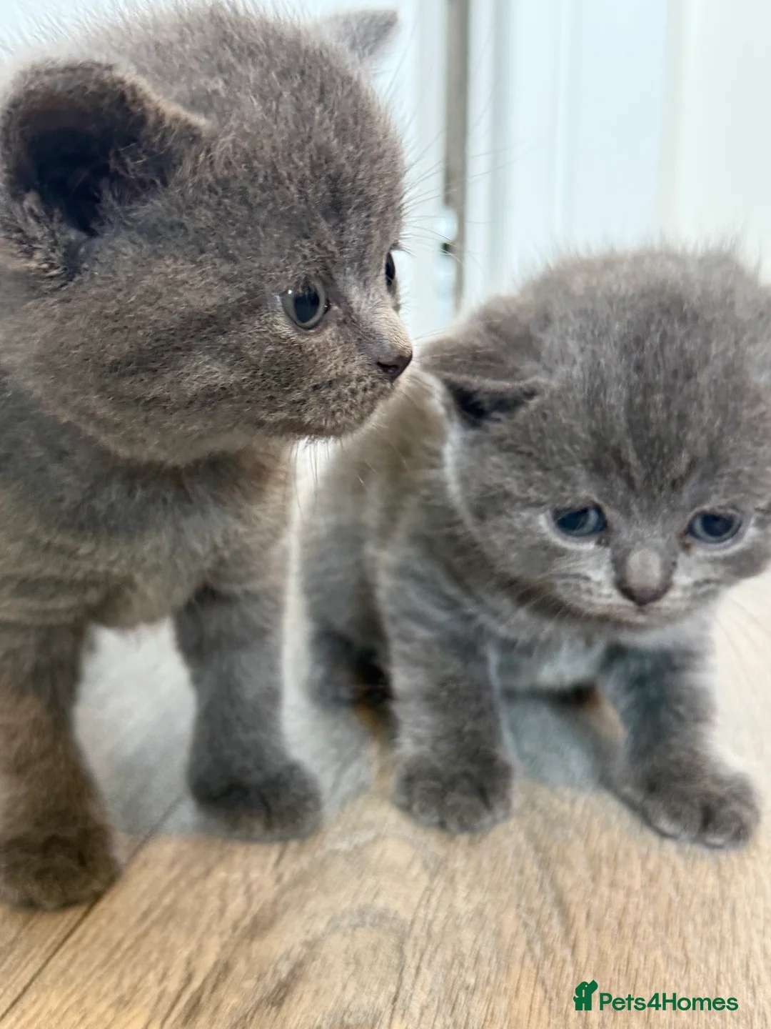 British Shorthair cats for sale: Blue British Shorthair Females x3 - Advert 2