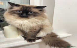 Ragdoll cats for sale: Beautiful Pure Ragdoll — Male, 1 year 9 months old - Image 2