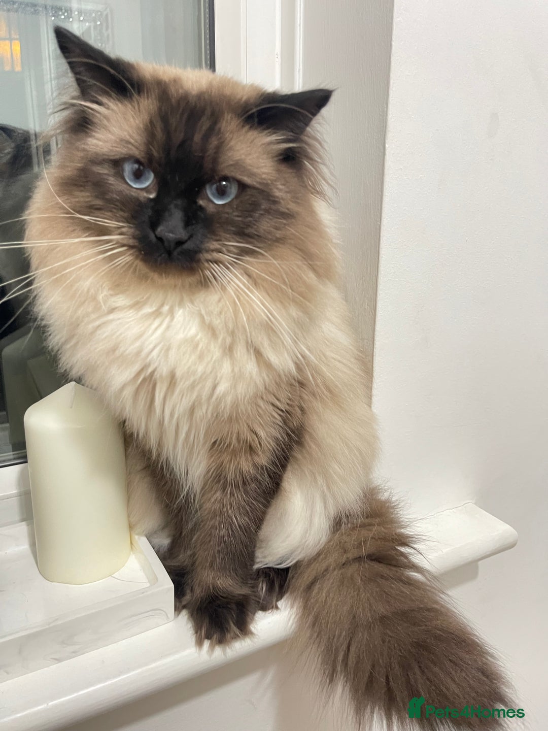 Ragdoll cats for sale: Beautiful Pure Ragdoll — Male, 1 year 9 months old - Image 2