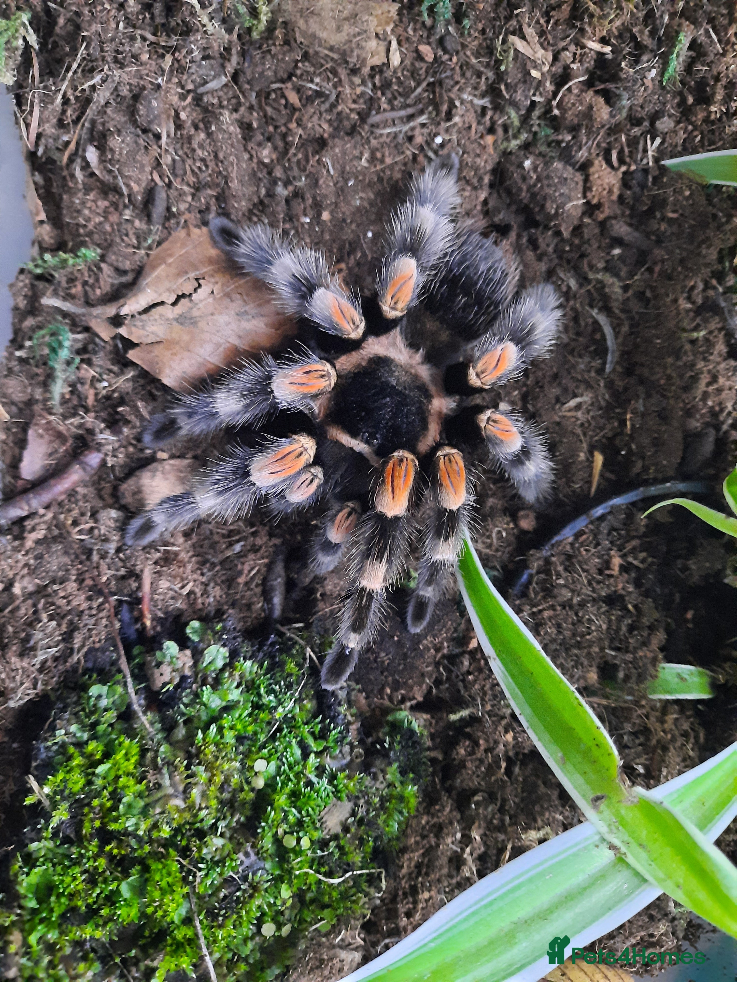Tarantulas invertebrates Mexican Red Knee - Advert 18