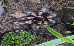 Tarantulas invertebrates for sale: Mexican Red Knee - Image 1