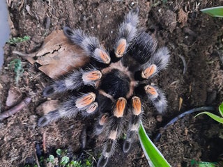 Tarantulas invertebrates Mexican Red Knee - Advert 2