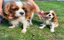 Cavalier King Charles Spaniel dogs for sale: CAVALIER KING CHARLES PUPPY – KC REG & DNA TESTED - Image 8