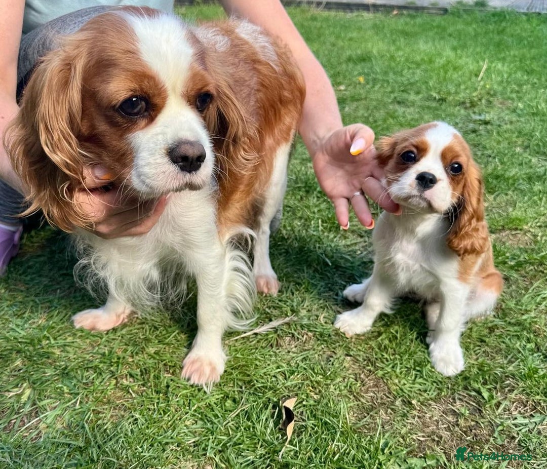Cavalier King Charles Spaniel dogs for sale: CAVALIER KING CHARLES PUPPY – KC REG & DNA TESTED - Image 8