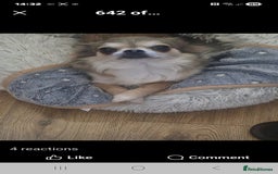 Chihuahua dogs for sale: Beautiful full pedigree chihuahua boy x1  - Advert 6