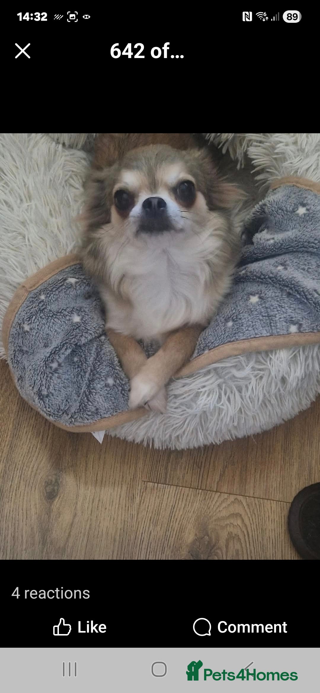 Chihuahua dogs for sale: Beautiful full pedigree chihuahua boy x1  - Advert 6