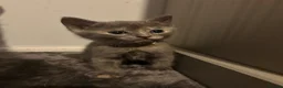 British Shorthair cats for sale: Stunning British short hair kittens - Advert 38