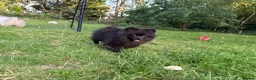 Pomeranian dogs for sale: Beautiful black Pomeranian 6 months old female - Advert 11