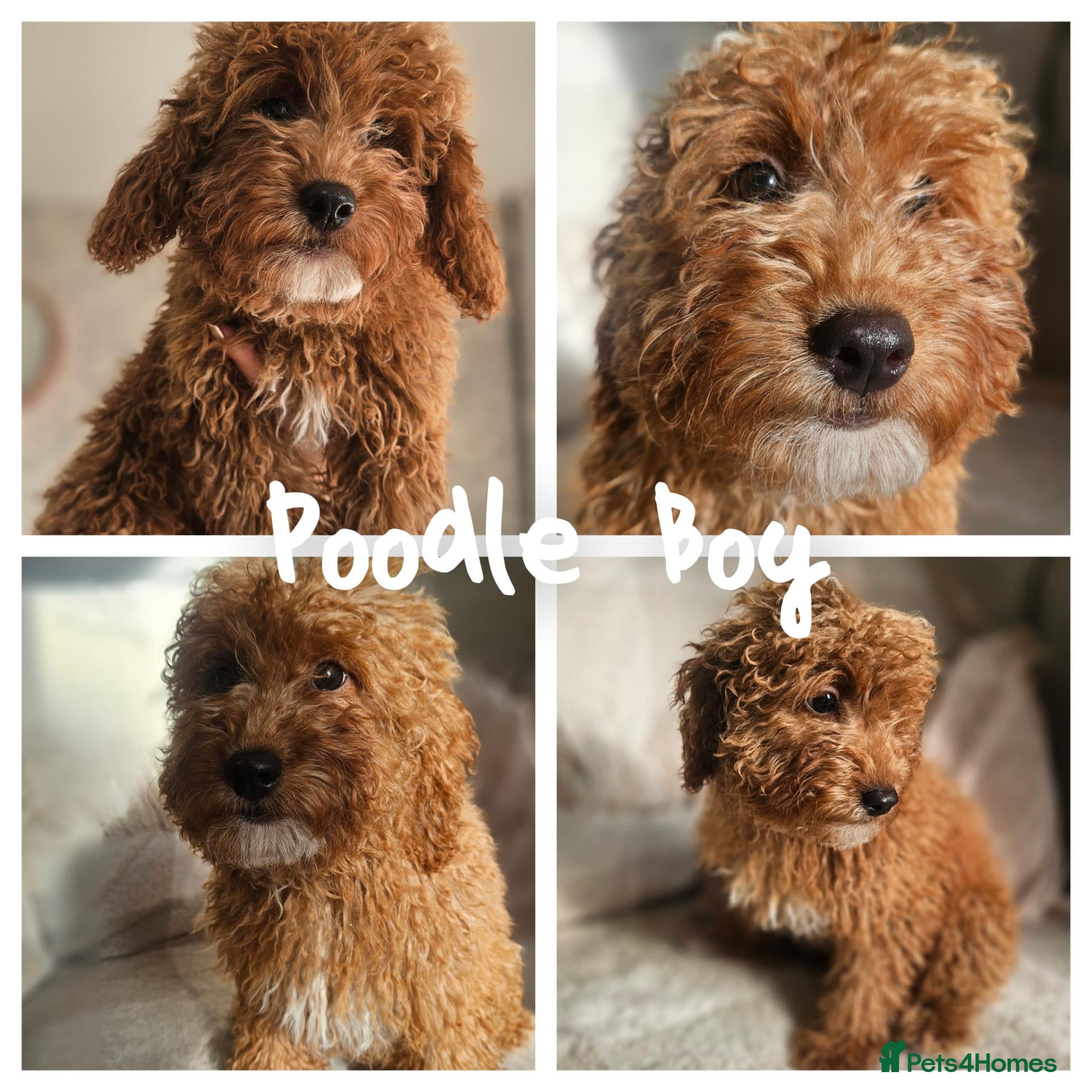 Mini Goldendoodle dogs Small/toy goldendoodle boys ✨️💙 - Advert 2